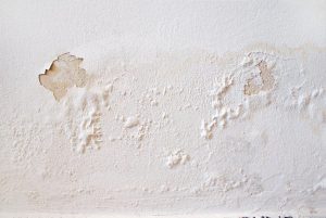 Read more about the article Salt Damp Treatment: Learn What it is and How to Treat